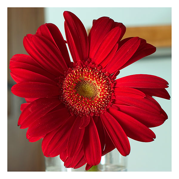flower2.jpg