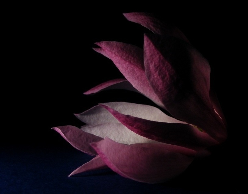 Flower.jpg