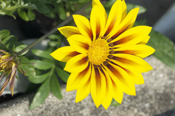 flower.jpg