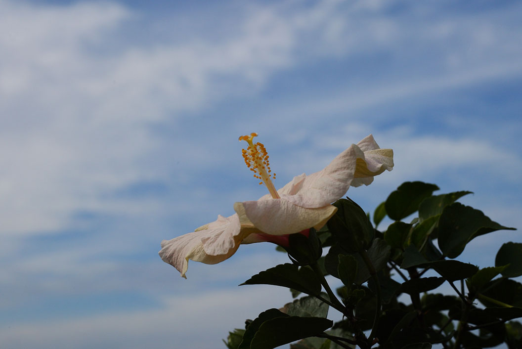 flower_sky_blue_white_yellow.JPG