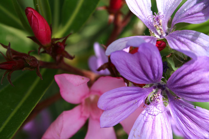 Flowers.jpg