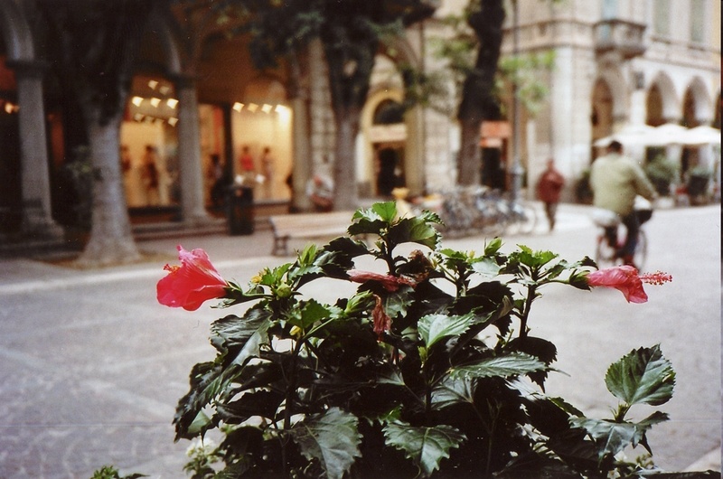 flowers.jpg