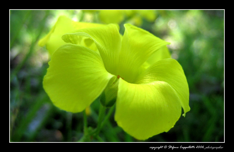 Fluorescenza-1.jpg