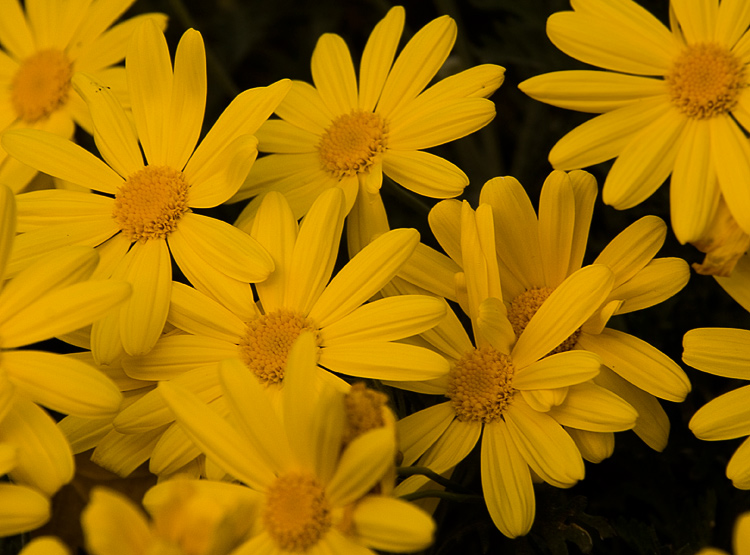 flwrs_3_inv_3.jpg