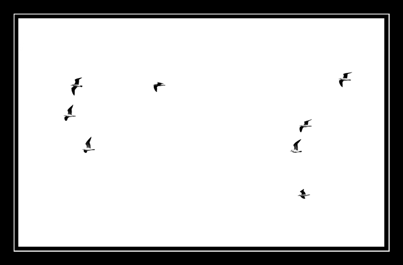 fly2.jpg