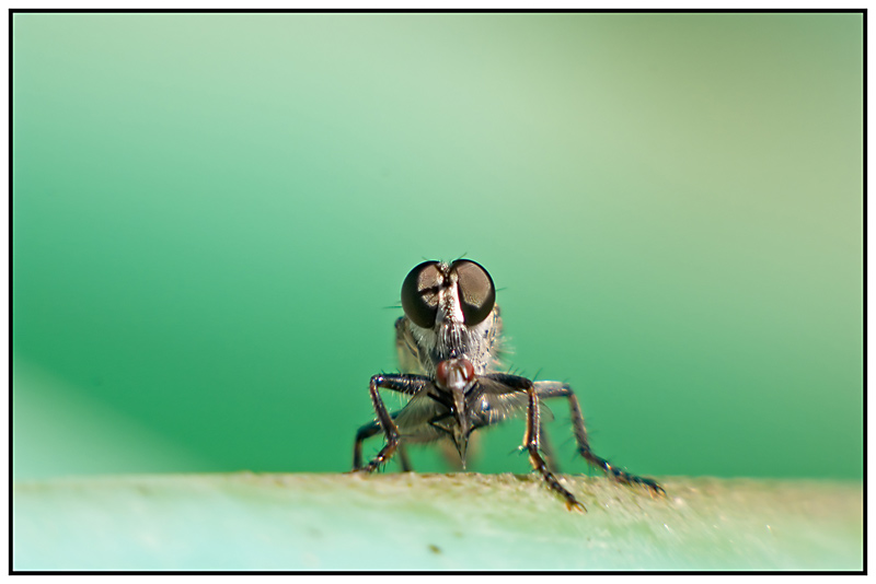 Fly eat Fly - 1.jpg