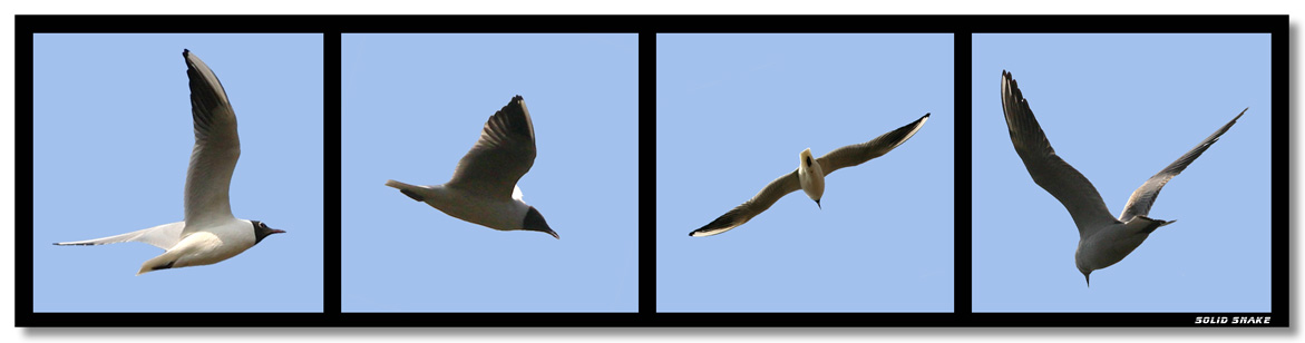 Flying in the blue sky.jpg
