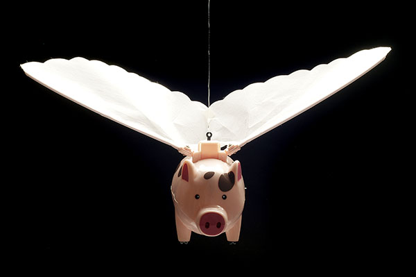 flyingpigformarika.jpg