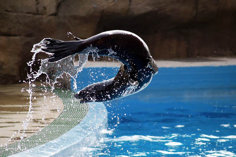 Foca-in-volo.jpg