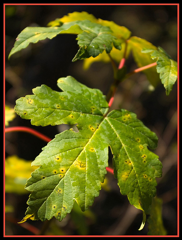 foglia-autunnale2.jpg