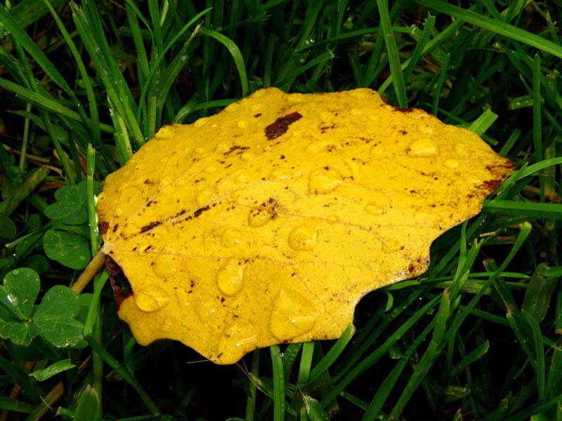 Foglia01web47.jpg