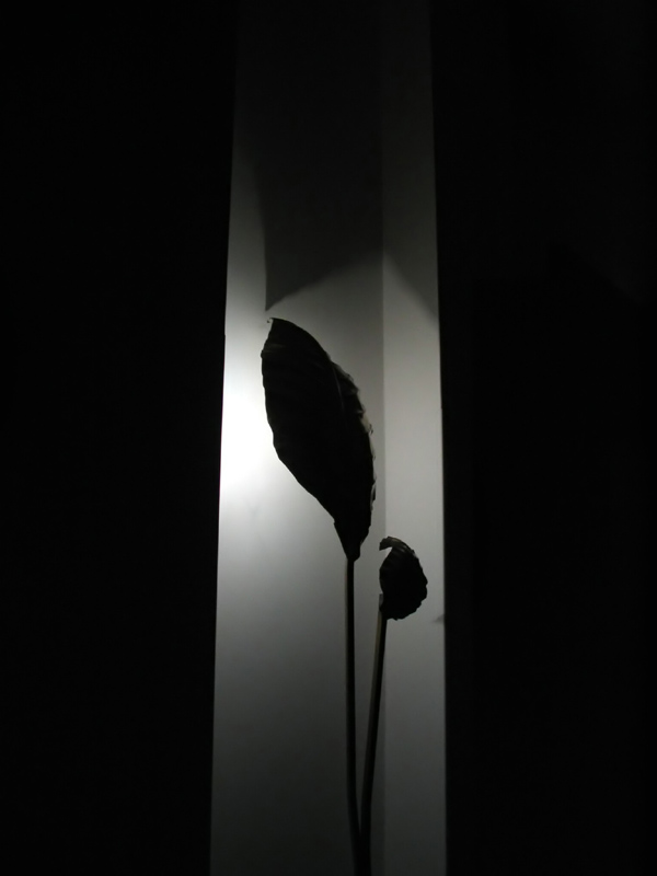 foglia2.jpg