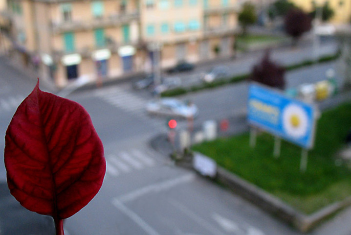 Foglia3.jpg