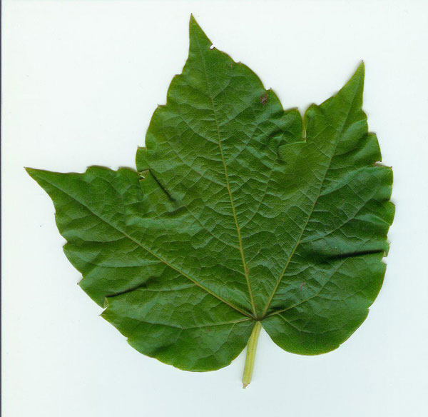 Foglia.jpg