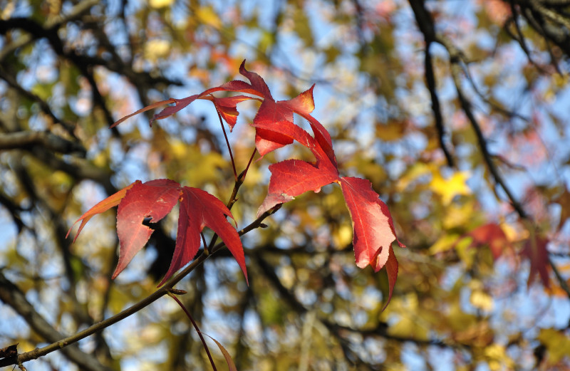 foglia autunnale3_01.JPG