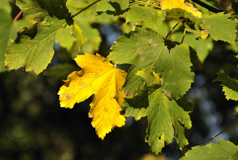 foglia autunnale4_01.JPG