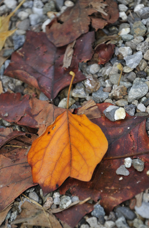 foglia autunnale5_01.JPG