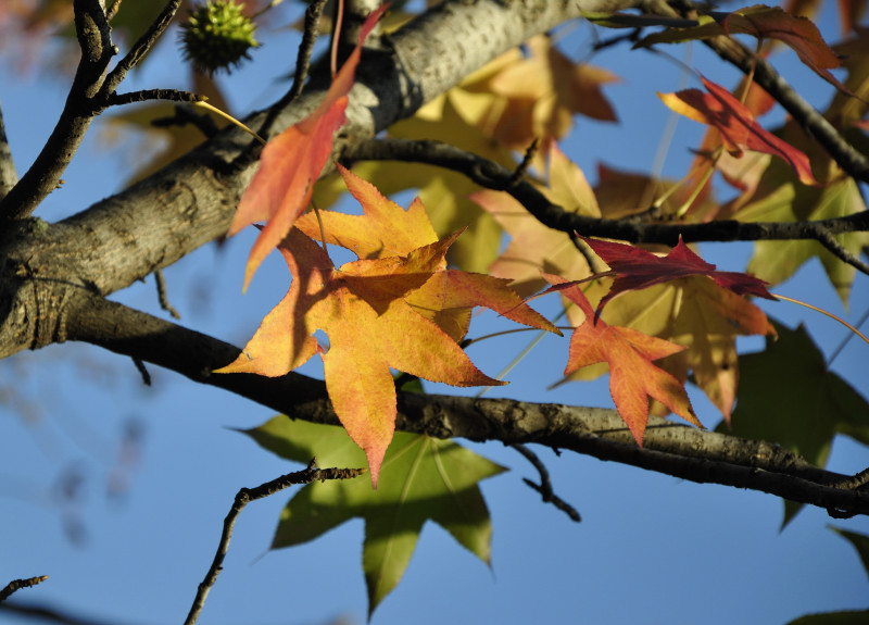 foglia autunnale6_01.JPG