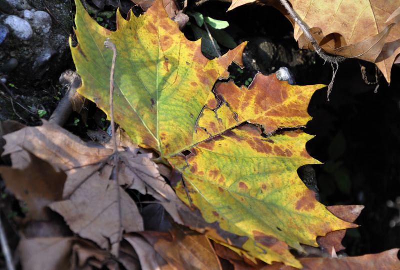 foglia autunnale7_01.JPG