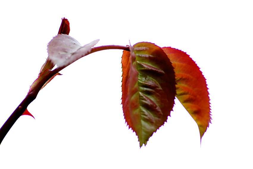 Foglie-2.jpg