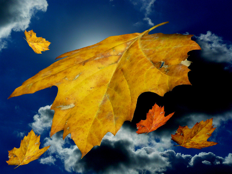 foglie-al-vento-d'autunno-2.jpg