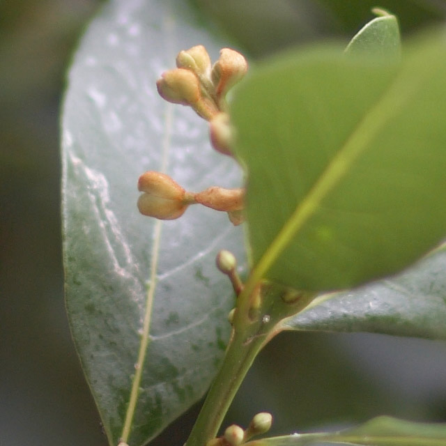 foglie-crop.jpg