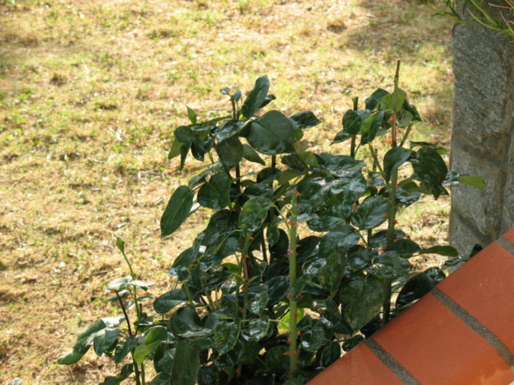foglie2 canon.jpg