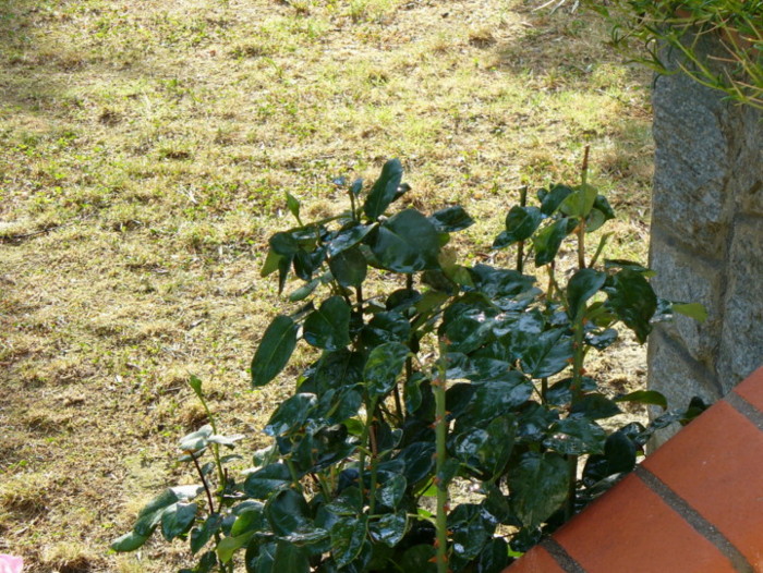 foglie2 lumix.jpg