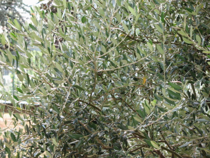 foglie canon.jpg