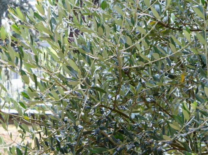 foglie lumix.jpg