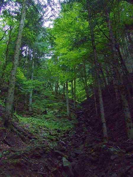 Foresta 01.JPG