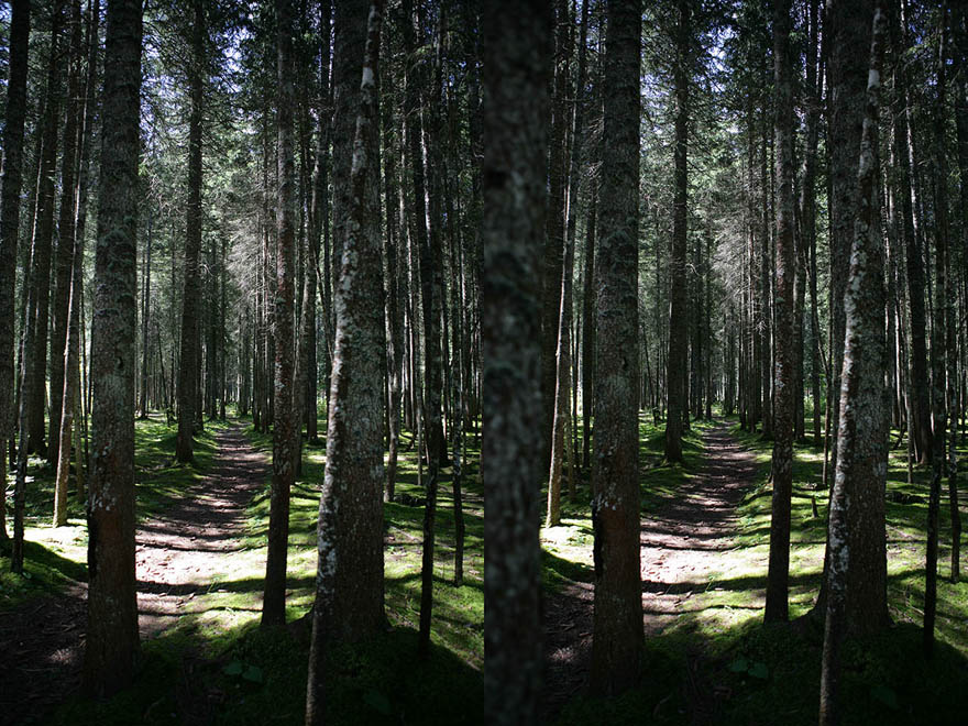 Foresta.jpg