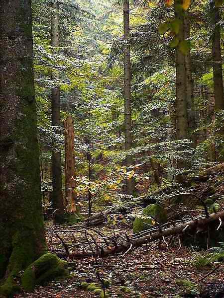 Foresta della Lama --.jpg