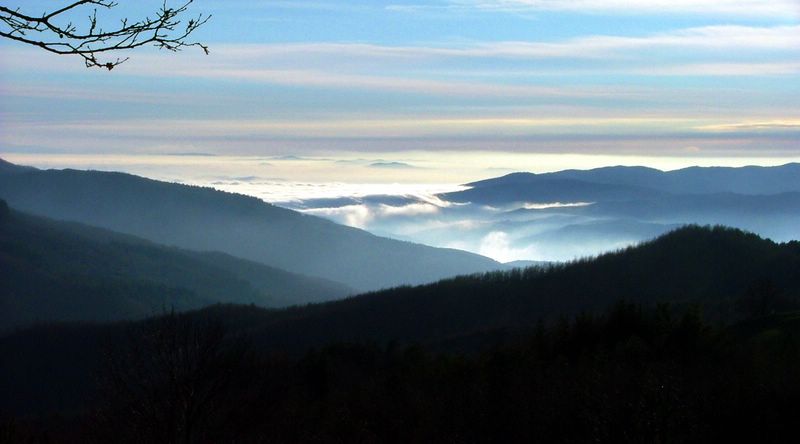 Foresta di Badia Prataglia.JPG