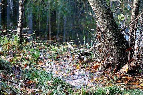Foresta di Campigna - Stagno di Asqua -9.jpg