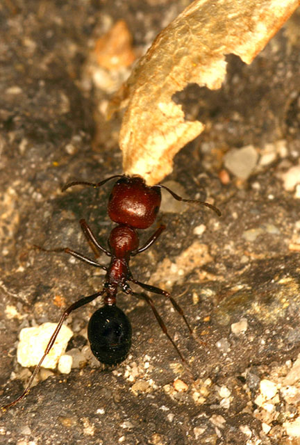 formic2.jpg