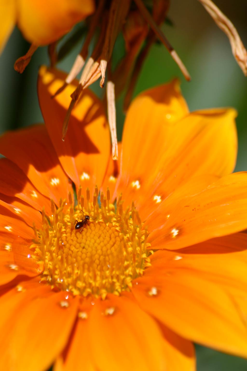 formica-su-gerbera.jpg