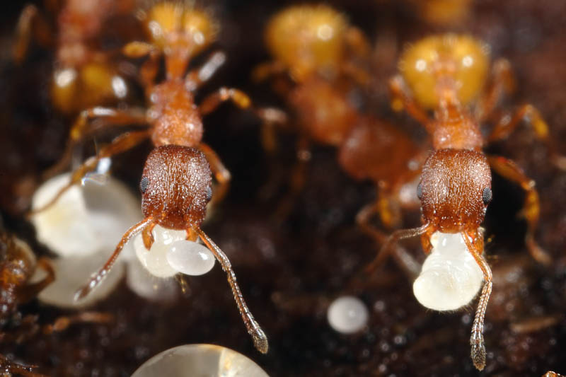 formica con larva 2.jpg