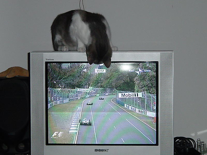 Formula-gatto.jpg