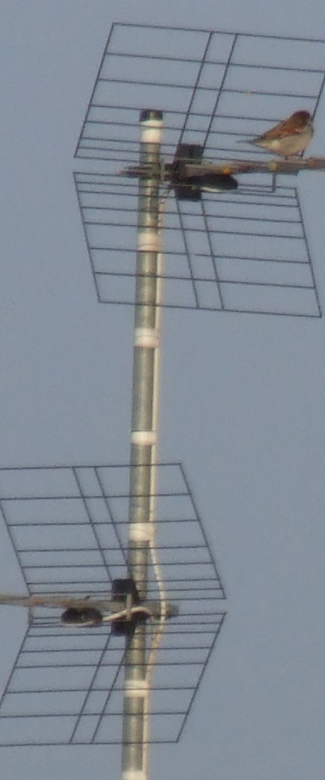 forse2.jpg