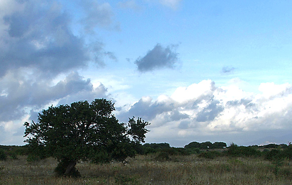 foto-albero.jpg
