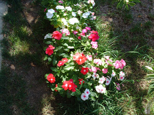 Foto0009 copia.jpg