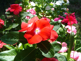Foto0012 copia.jpg
