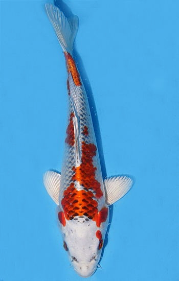 Foto 2.jpg