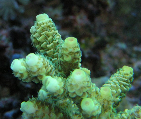foto macro corallo.jpg
