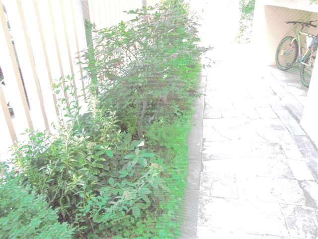 foto ste 034.JPG