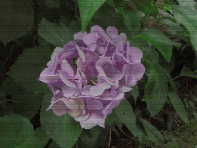 foto ste 058.JPG
