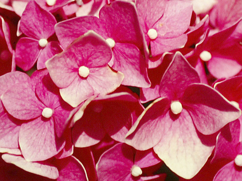 fotocam_crop 800x600.jpg