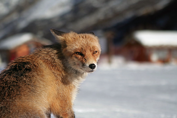 Fox.jpg