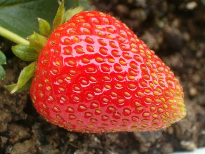 Fragola.jpg